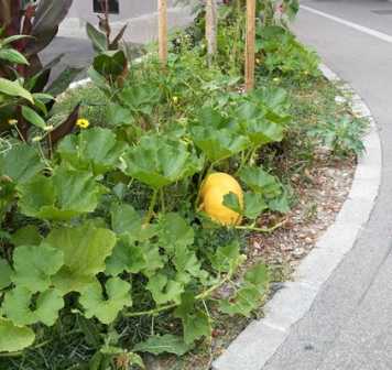 Enlarged view: Beispiel einer urbanen Gartenanbaufläche aus Zürich