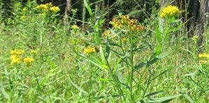 Solidago graminifolia