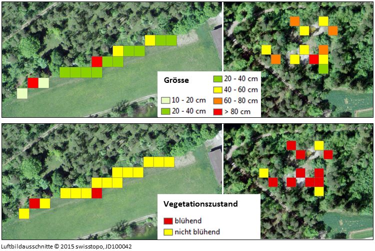 Enlarged view: Kartierung der Grasblättrigen Goldrute: Analyseergebnisse Die Karte zeigt im Hintergrund ein Luftbild sowie die Ergebnisse der Kartierung