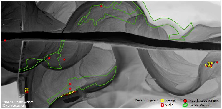 Enlarged view: Kartierung der Grasblättrigen Goldrute: Analyseergebnisse Die Karte zeigt im Hintergrund das hochaufgelöste DTM des Kantons Zürich sowie die lichten Wälder